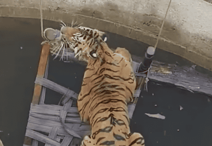 Rescuers Save a Tiger from a Well and Give It a Second Chance