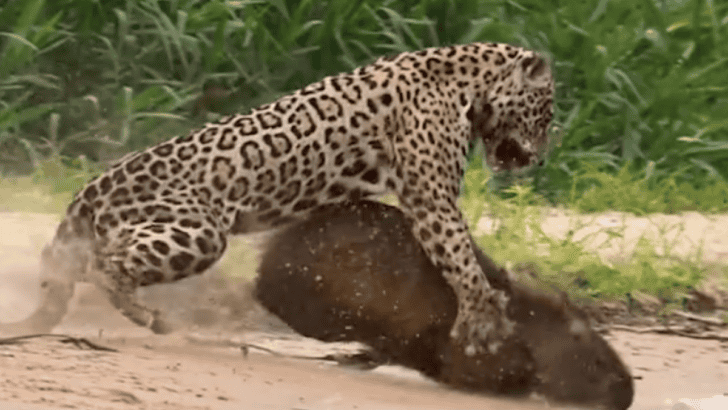 Watch A Jaguar Hunt A Capybara