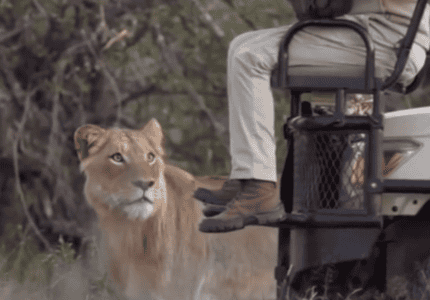 A Safari Guide’s Face To Face Encounter With A Lion