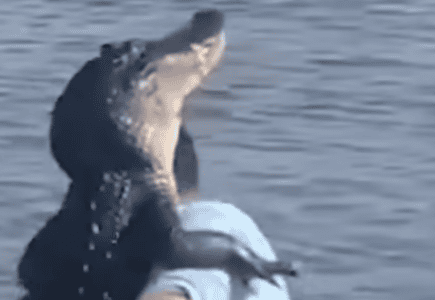 Man Dances with an Angry Alligator, Stuns the Internet
