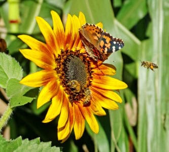 Bees and Butterflies Are Essential for Our Food Supply, But Their Populations Are Dropping Fast