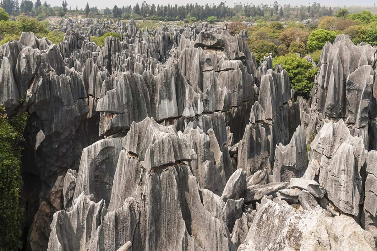 Stone Forest