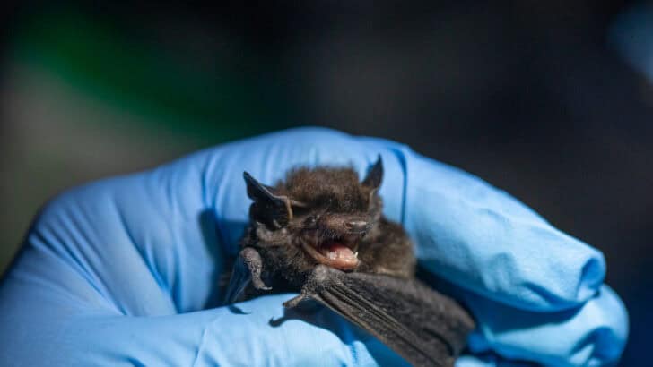 The World&rsquo;s Smallest Mammal Is So Tiny It Can Fit on Your Fingertip