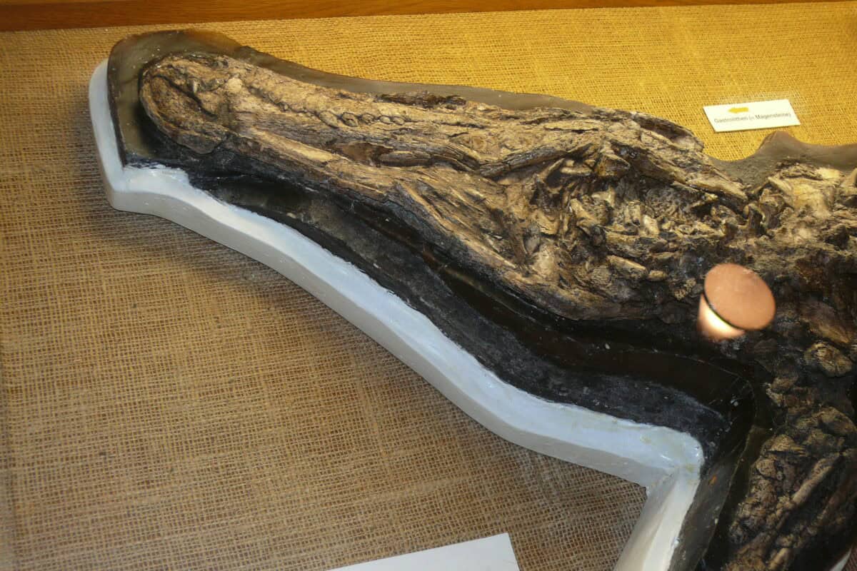 Fossilised crocodile.