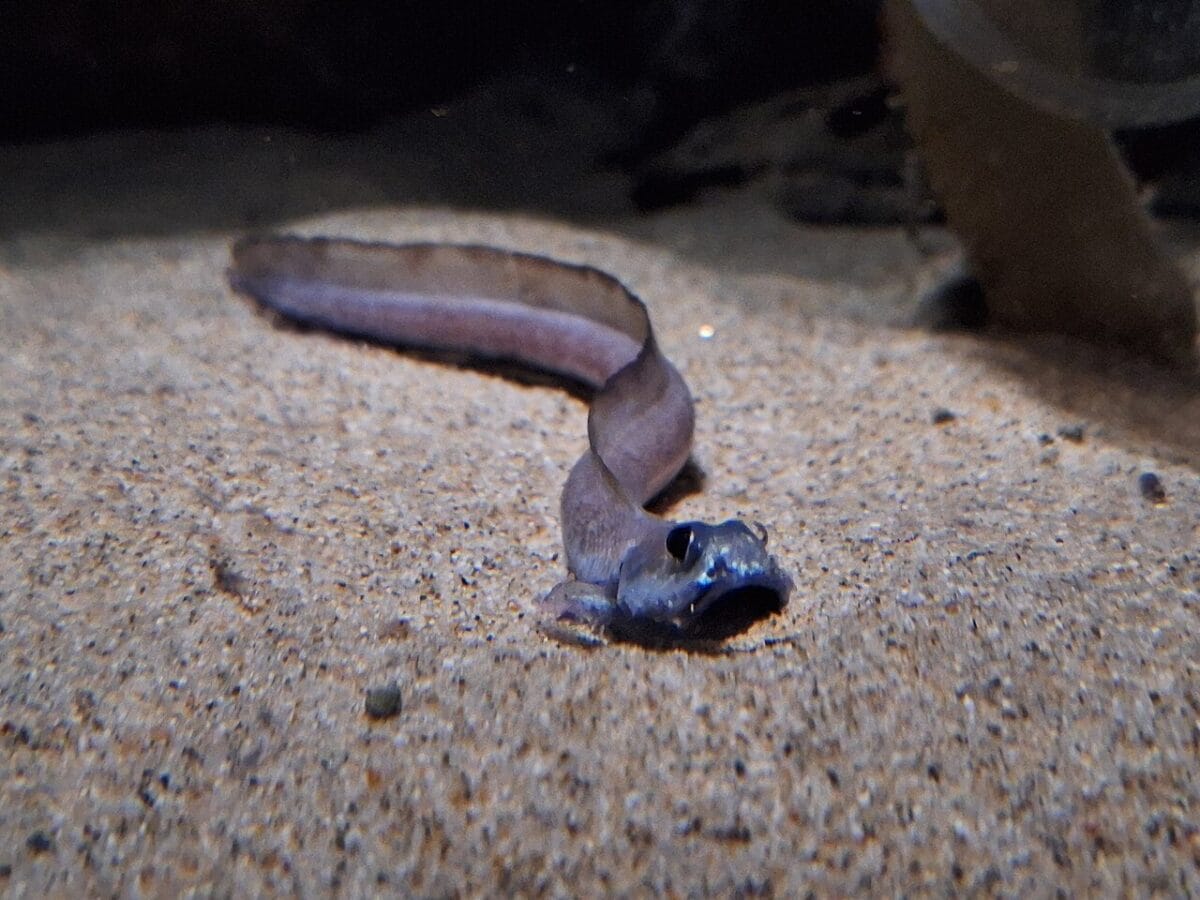 Zoarcid