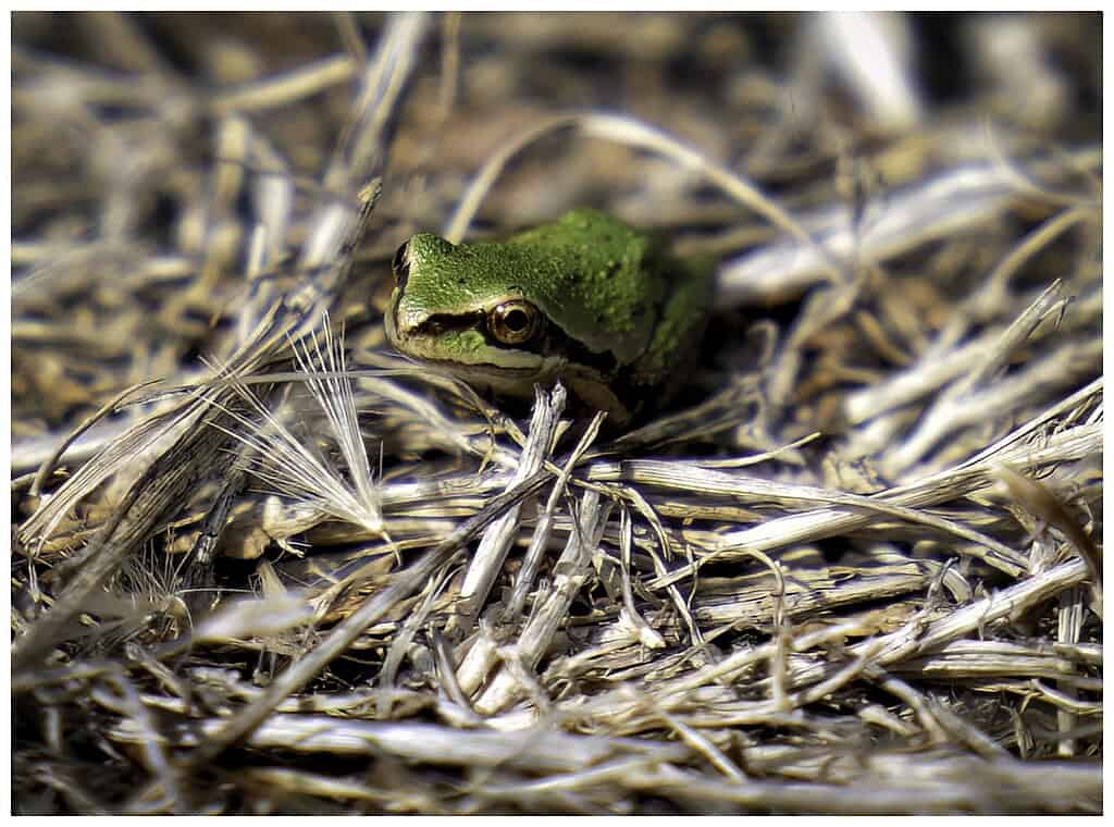 tiny frog