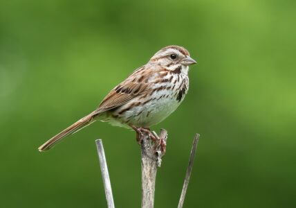 14 Surprising Places You Can Spot Rare Birds