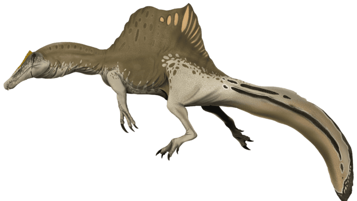 Spinosaurus Was the First Dinosaur That Loved Water