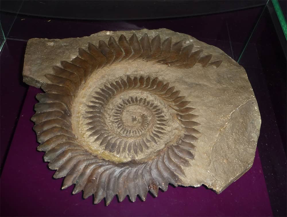 Helicoprion