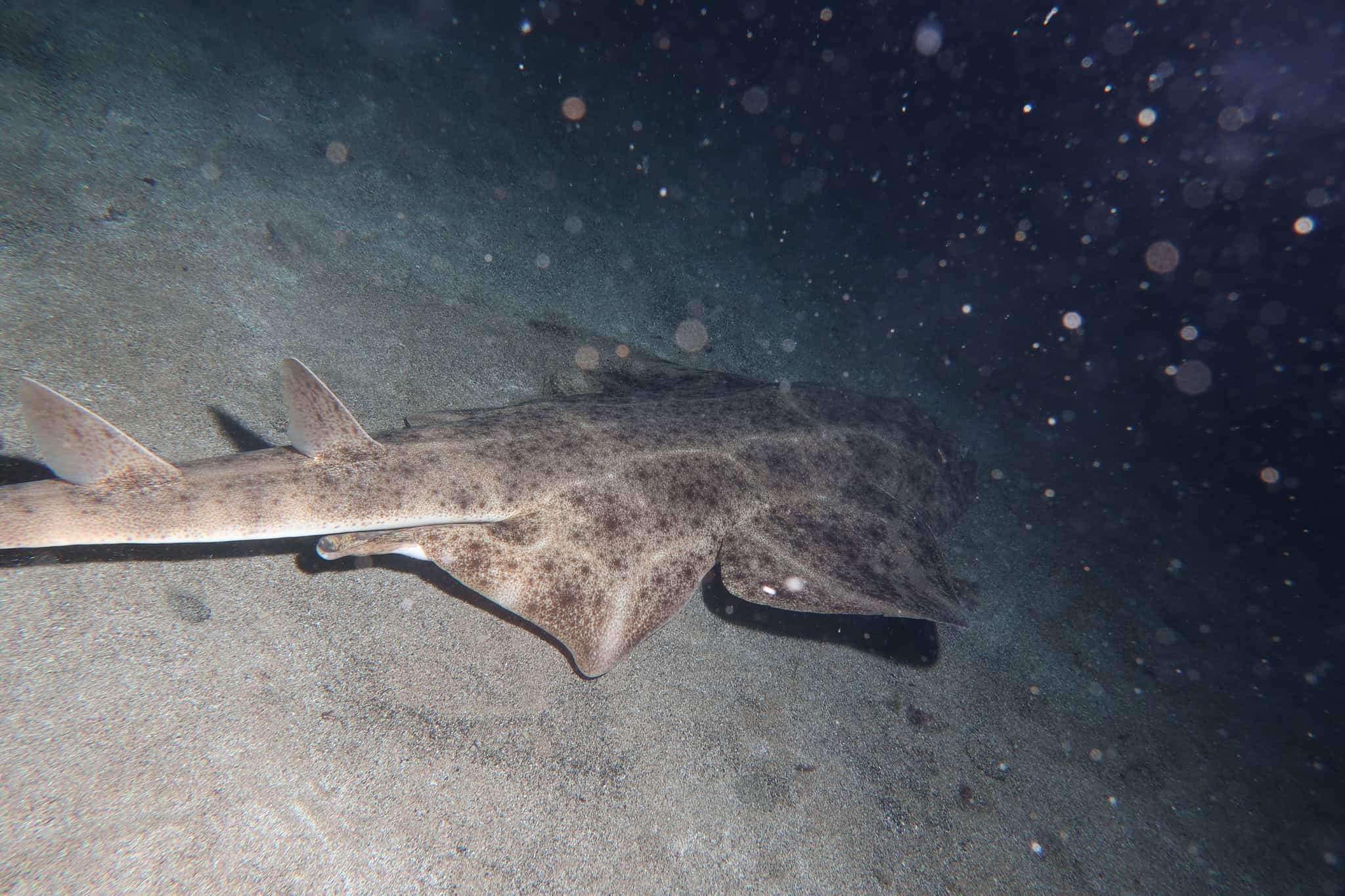 Angel shark.