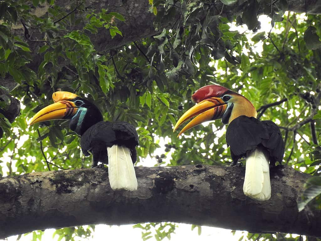 red-Knobbed Hornbill