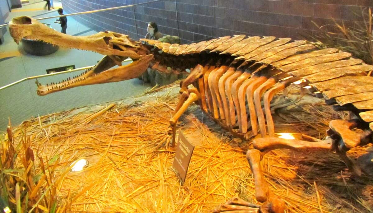 Crocodile skeleton