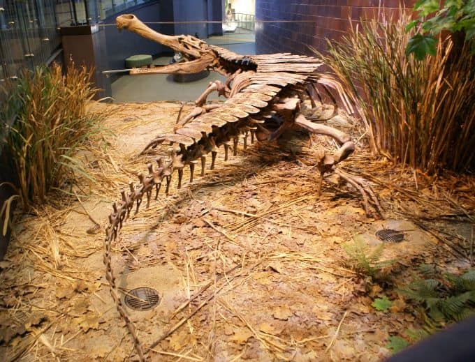 Crocodile skeleton