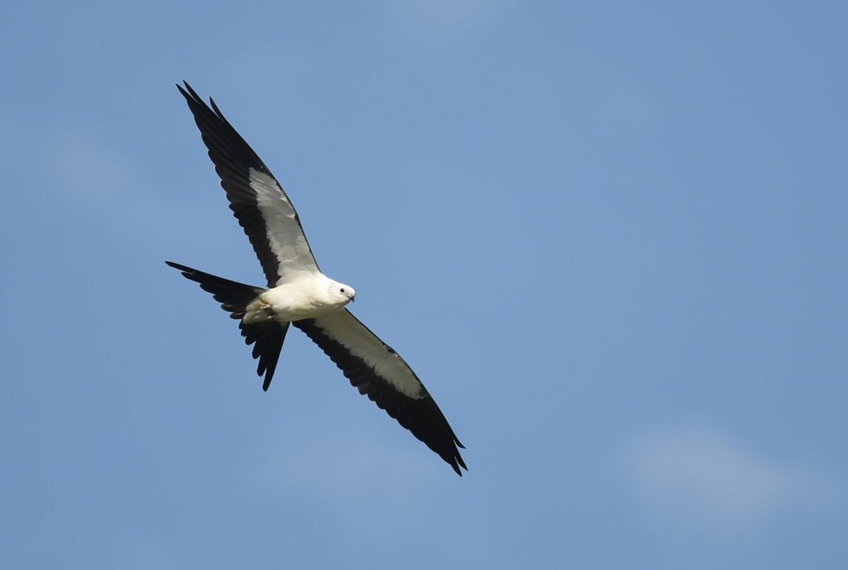 Swallow-tailed Kites