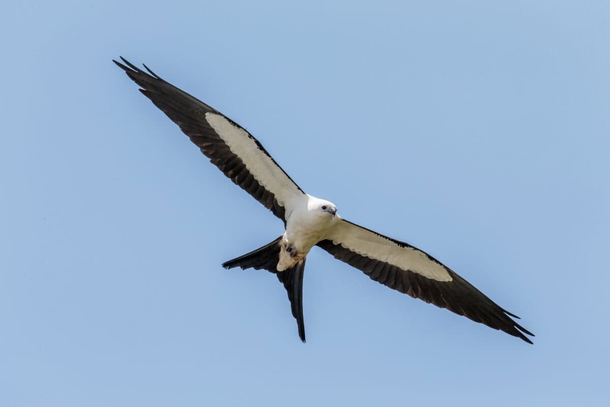 Swallow-tailed kite.
