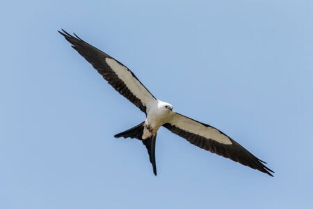 Why Georgia’s Swallow-Tailed Kites Are Some of the Most Graceful Flyers