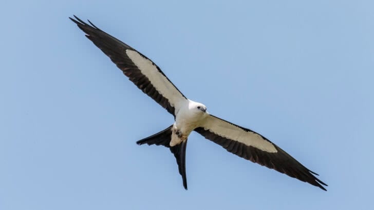 Why Georgia’s Swallow-Tailed Kites Are Some of the Most Graceful Flyers