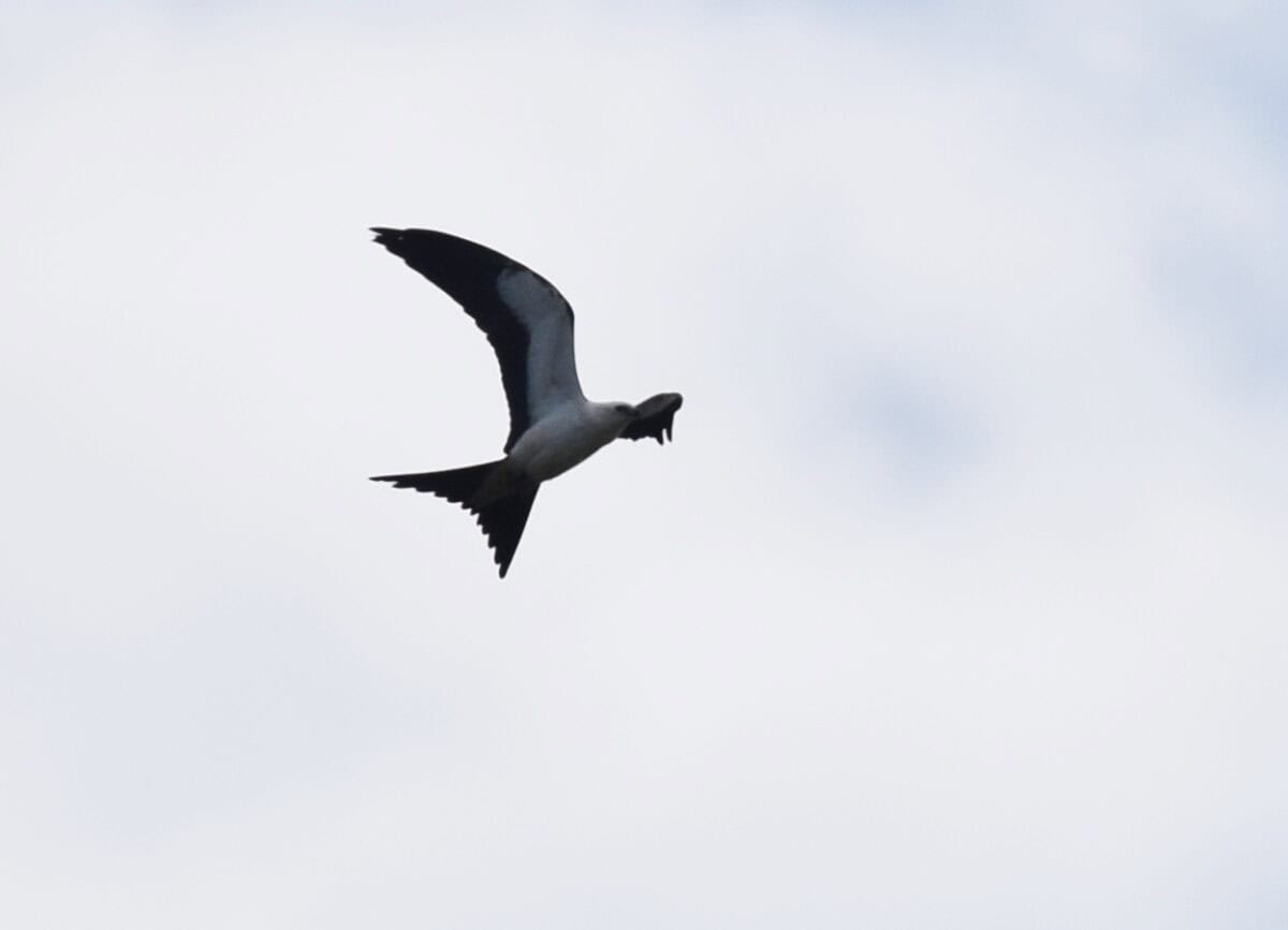 Swallow-tailed kite.