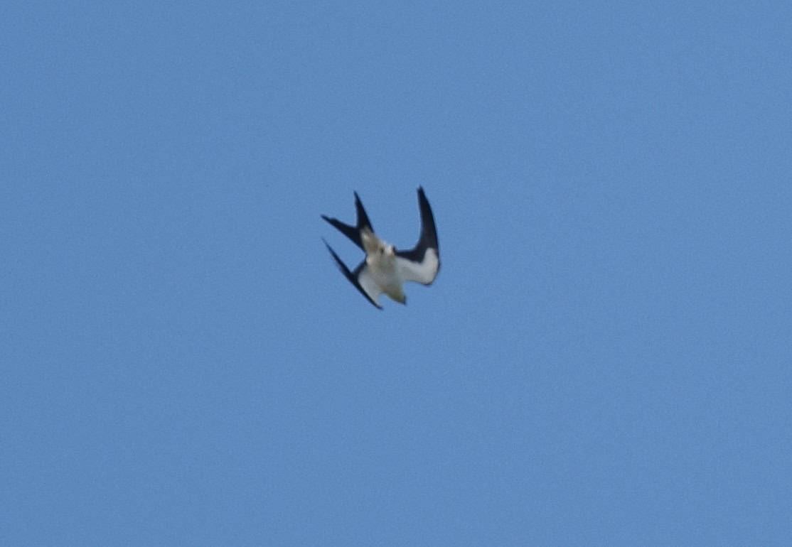 Swallow-tailed kite.