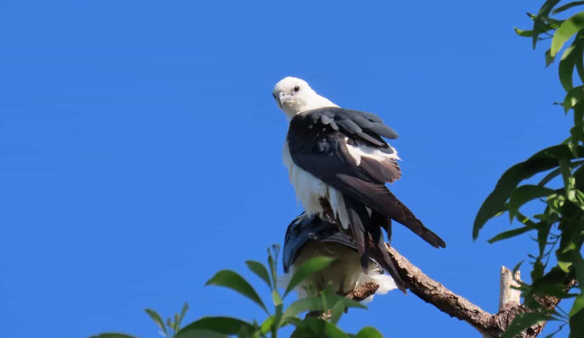 Swallow-tailed kite.