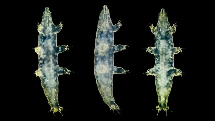 This Animal Can Live in Outer Space