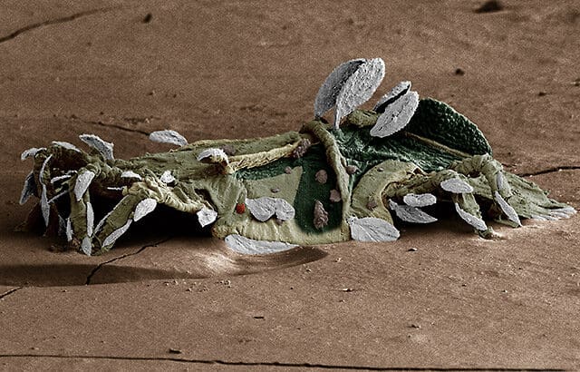 The Most Mysterious Fossil Ever Dug Up in America