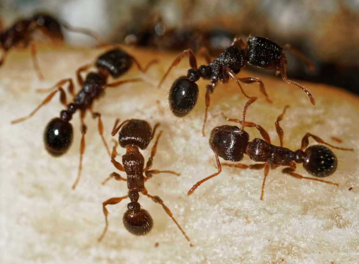 Ants