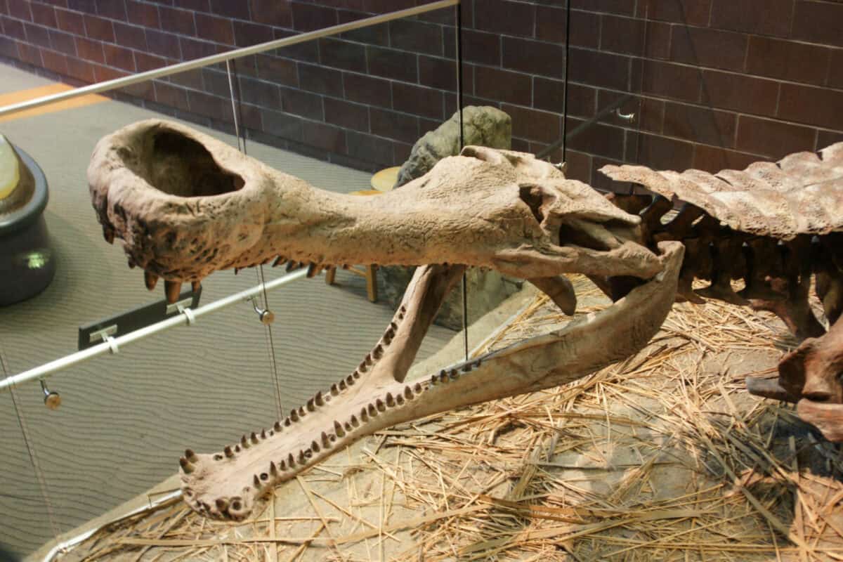Crocodile skeleton