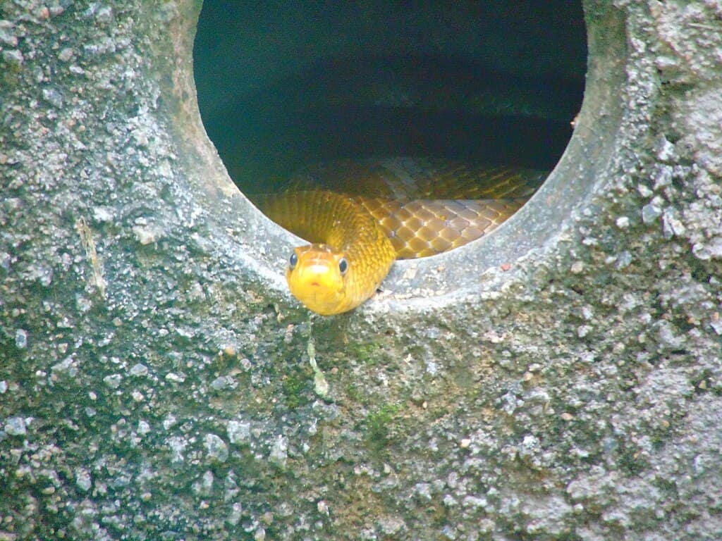 The snake Hole
