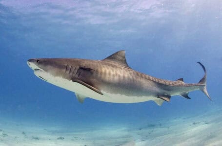 15 Things That Make Sharks the Perfect Predator