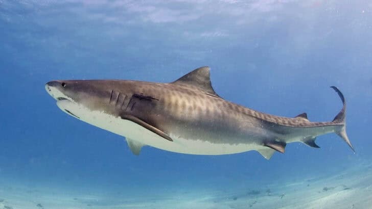 Why Tiger Sharks Are Invading America’s East Coast Beaches