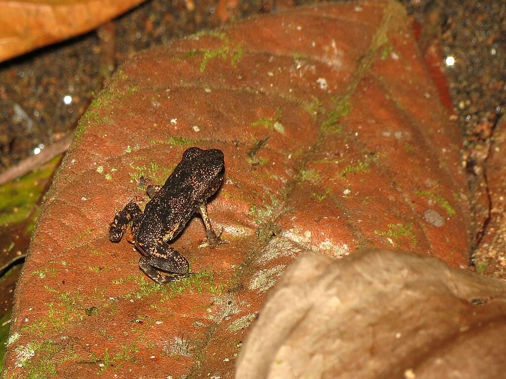 Tiny Frog