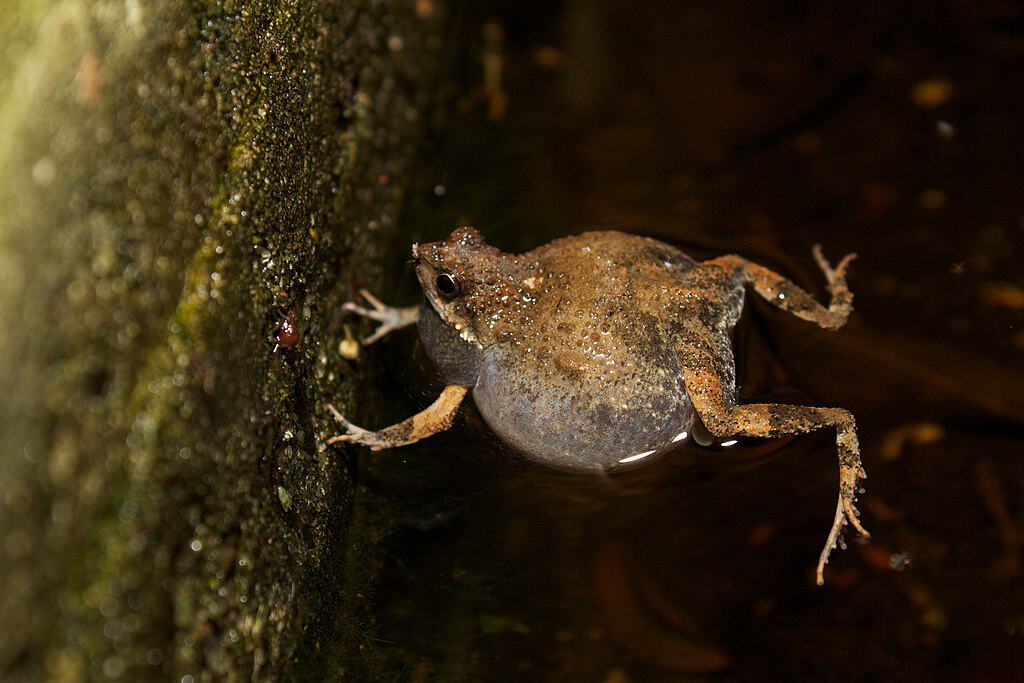 Tungara Frog