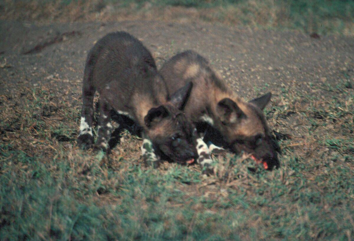 Wild dog pup. 