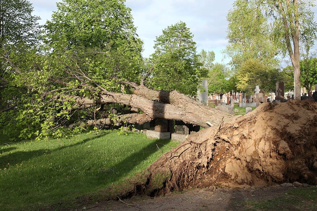 Derecho