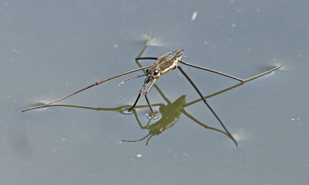 Water strider
