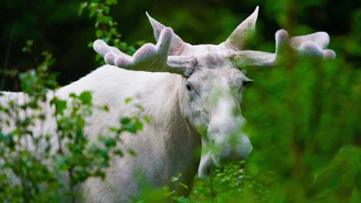 The Mystery of the Ghost Moose in Maine and Why They Look Different