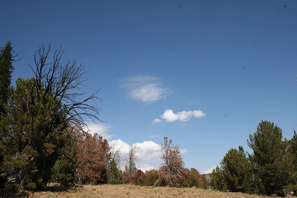 Whitebark Pine Forest