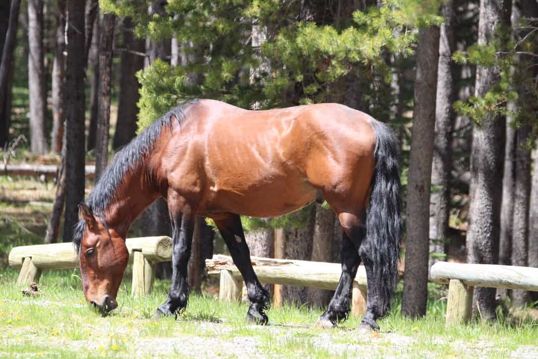 Wild Mustang