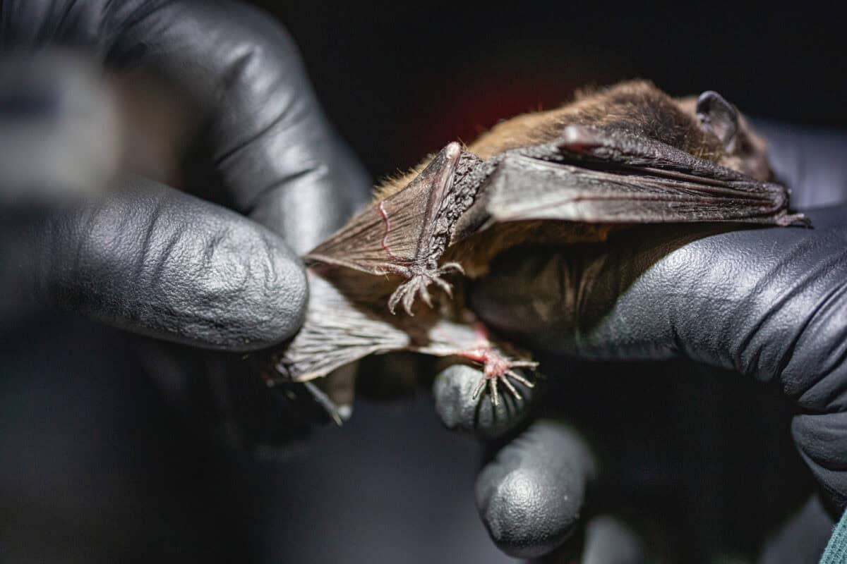 Kitti's hog-nosed bat