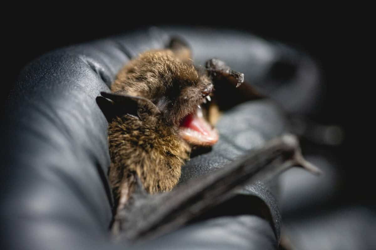 bumblebee bat