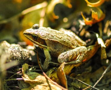 Why Some Frogs Glow in the Dark and What It Means