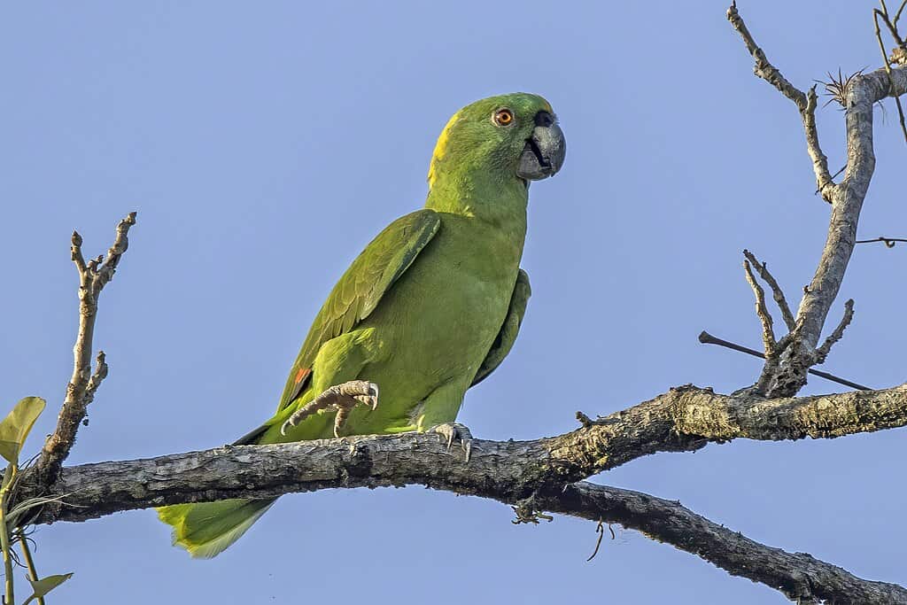 Yellow-naped parrot (Amazona auropalliata auropalliata) Los Tarrales, Suchitepéquez Department, Guatemala