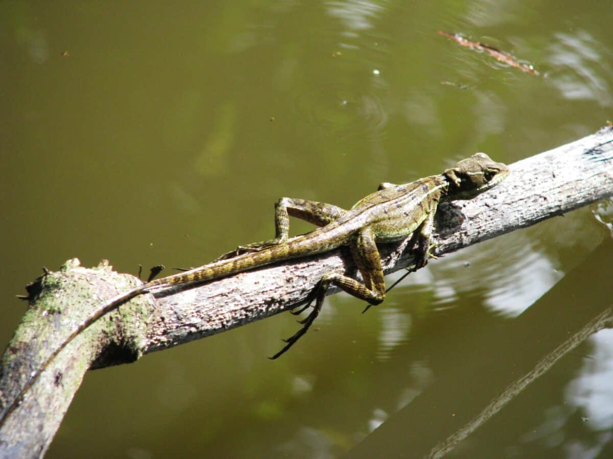 basilisk lizard