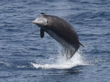 Cuvier's beaked whale.