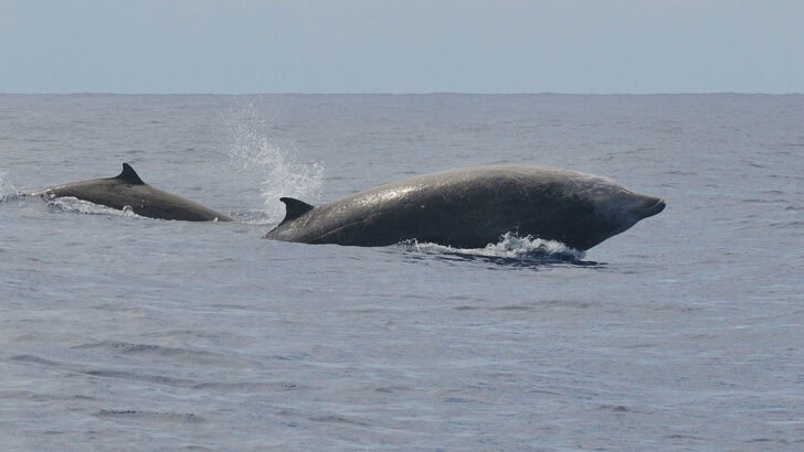 The Deepest-Diving Whale Ever Tagged Was Found Near Hawaii