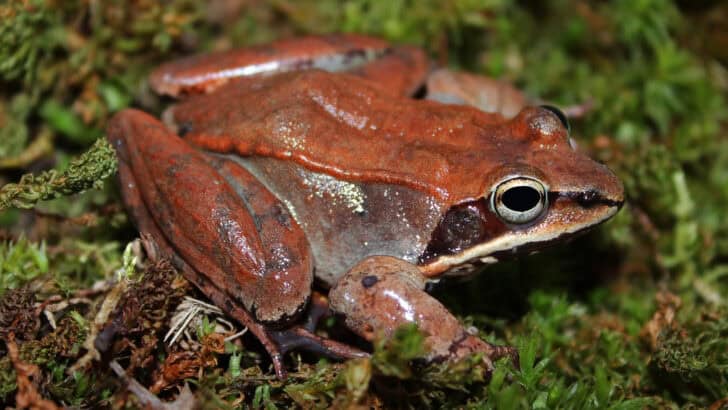 Wood Frogs