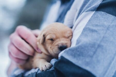 10 Most Unbreakable Bonds Between Dogs and Their Owners