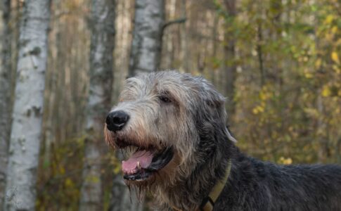 The Tallest Dog Breed in the World Is Bigger Than a Small Horse