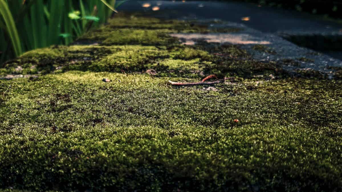 A row of green plants sitting on top of a lush green field